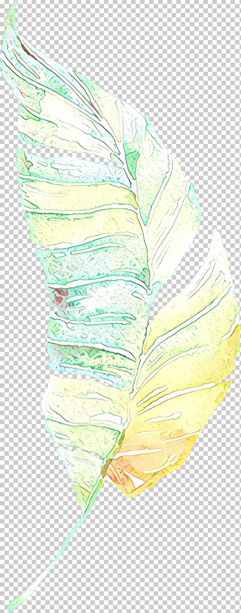 Feather PNG, Clipart, Anthurium, Cabbage, Feather, Leaf, Plant Free PNG Download