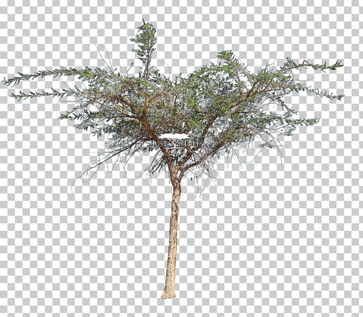 Acacia Sieberiana Tree Vachellia Karroo Larch PNG, Clipart, Acacia, Acacia Sieberiana, Bark, Branch, Conifer Free PNG Download