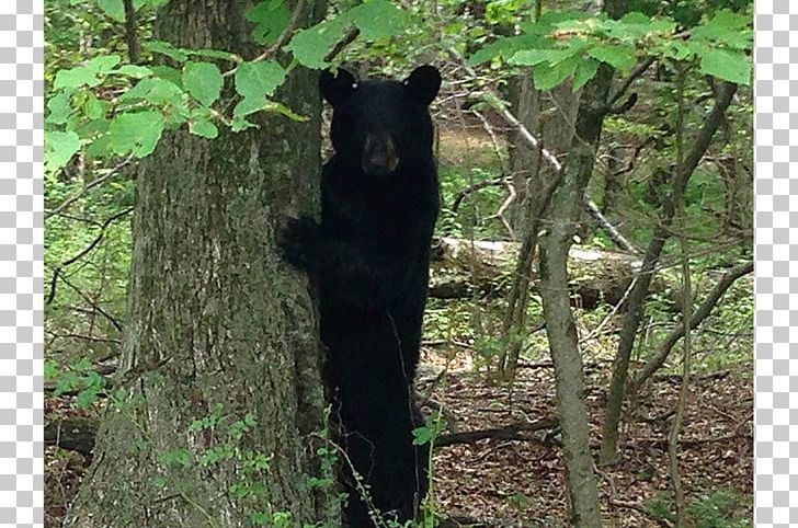 American Black Bear Bear Hunting Colorado PNG, Clipart, American Black Bear, Animal, Bear, Bear Hunting, Carnivoran Free PNG Download
