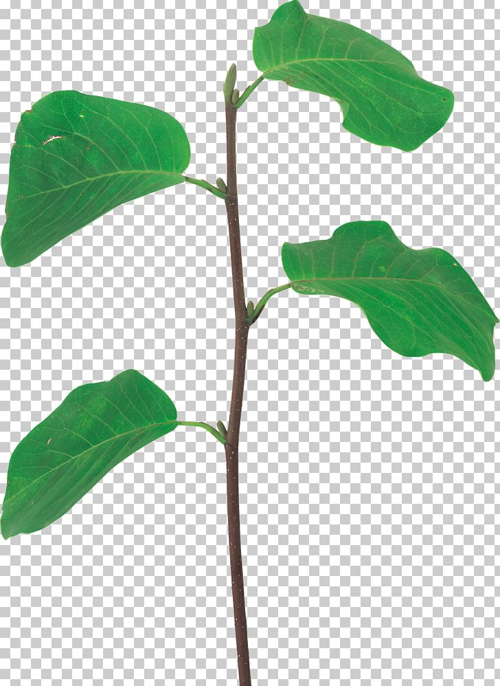 Branch Leaf Portable Network Graphics Plant Stem PNG, Clipart, Branch, Green Leaf, Leaf, Megabyte, Plant Free PNG Download