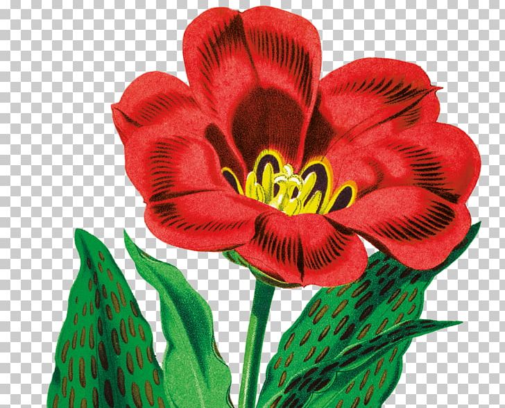 Cut Flowers Petal Plant Seed PNG, Clipart, Alstroemeriaceae, Bartender, Bottle, Cut Flowers, Daylily Free PNG Download