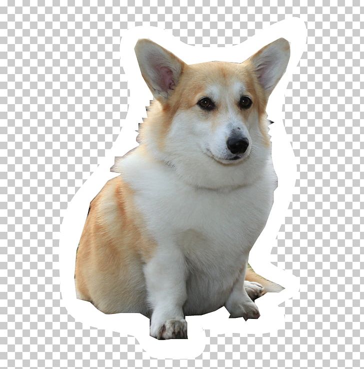 Pembroke Welsh Corgi Cardigan Welsh Corgi Icelandic Sheepdog Canaan Dog Dog Breed PNG, Clipart, Breed Group Dog, Canaan Dog, Cardigan, Cardigan Welsh Corgi, Carnivoran Free PNG Download