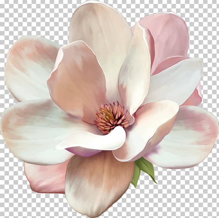 Stock Photography Flower Southern Magnolia PNG, Clipart, Blossom, Bud, Cut Flowers, Drawing, Flower Free PNG Download