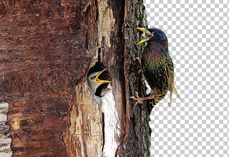 Woodpeckers Beak PNG, Clipart, Beak, Paint, Watercolor, Wet Ink, Woodpeckers Free PNG Download