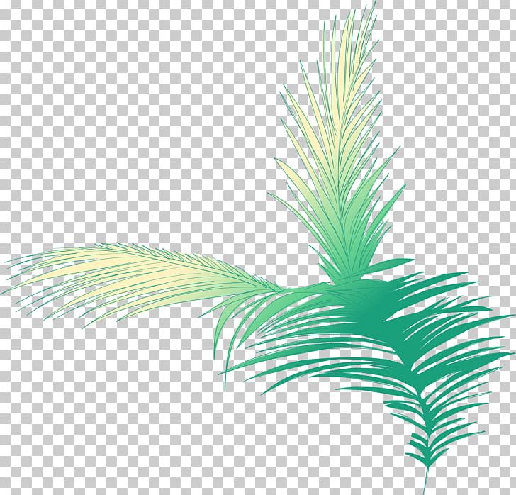 Arecaceae Woody Plant Tree Plant Stem PNG, Clipart, Arecaceae, Arecales, Grass, Grasses, Grass Family Free PNG Download