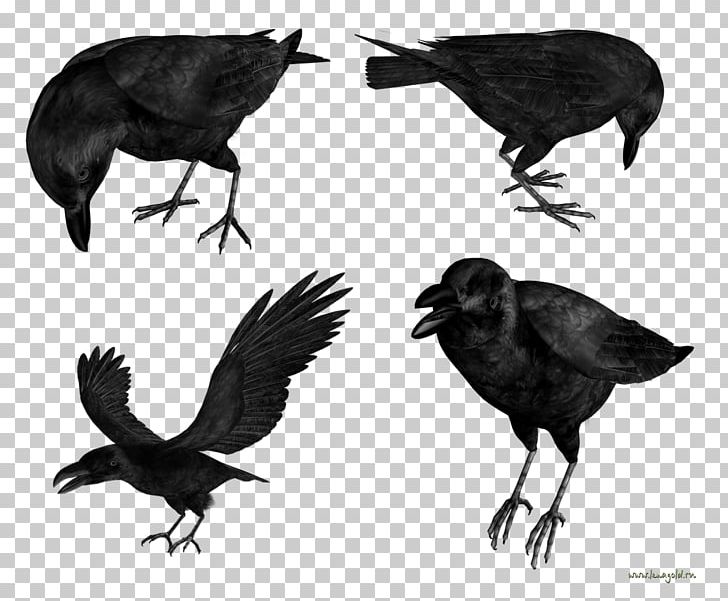 American Crow Common Raven PNG, Clipart, American Crow, Animals, Beak, Bird, Black And White Free PNG Download