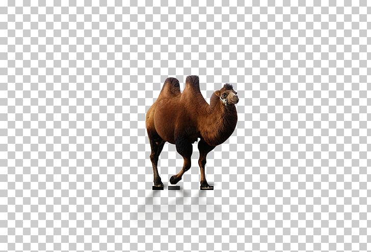 Dromedary Desert Xerocole PNG, Clipart, Animals, Arabian Camel, Camel, Camel Cartoon, Camel Like Mammal Free PNG Download