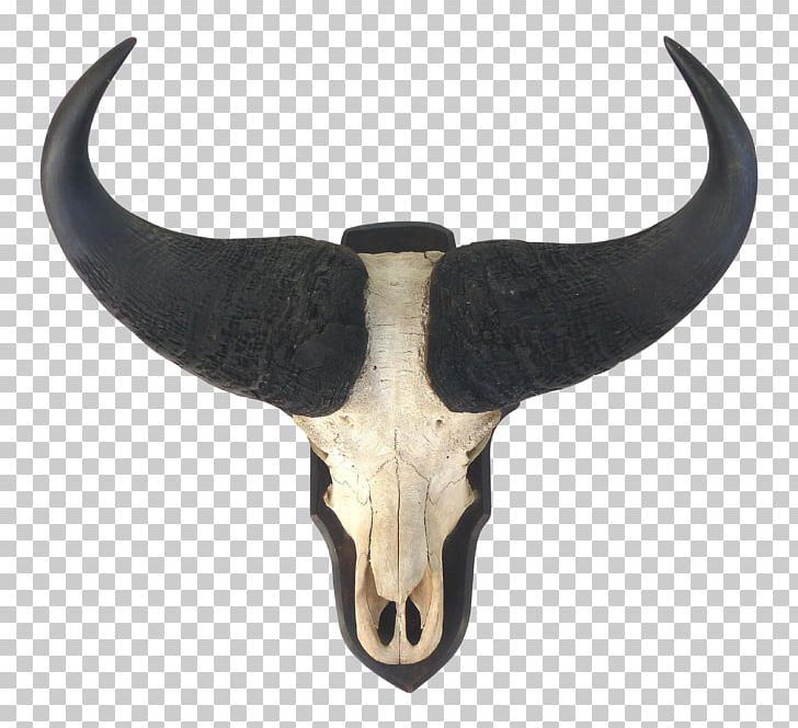 Cattle Horn Bone Mammal PNG, Clipart, Bone, Cattle, Cattle Like Mammal, Horn, Horns Free PNG Download