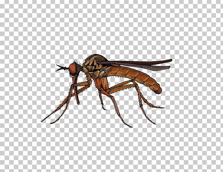 Fly Insect Marsh Mosquitoes Hematophagy PNG, Clipart, Animals, Arthropod, Arthropod Mouthparts, Brown Background, Brown Dog Free PNG Download