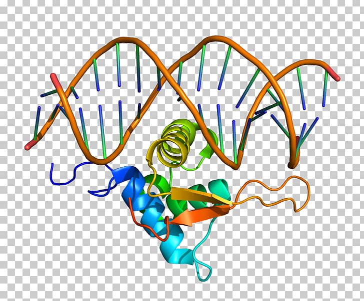 FOXO1 FOX Proteins Fork Head Domain Gene PNG, Clipart, Area, Art, Artwork, Biochemistry, Biology Free PNG Download