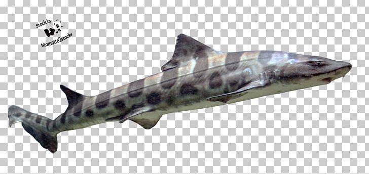 Squaliformes Requiem Shark Hexanchiformes Carpet Shark Heterodontiformes PNG, Clipart, Angelshark, Animals, Carcharhiniformes, Carpet Shark, Cartilaginous Fish Free PNG Download