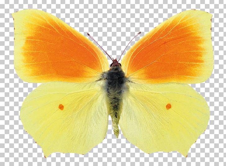 Clouded Yellows Brush-footed Butterflies Butterfly Gossamer-winged Butterflies Pieridae PNG, Clipart, Animal, Arthropod, Brush Footed Butterfly, Butterflies And Moths, Butterfly Free PNG Download