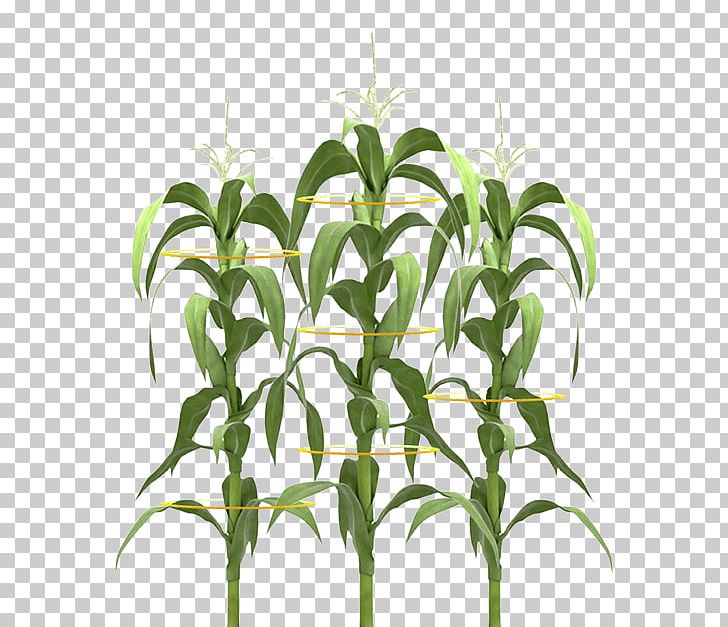 Plant Stem Maize Field Corn PNG, Clipart, Baby Corn, Commodity, Design, Drought Tolerance, Ear Free PNG Download