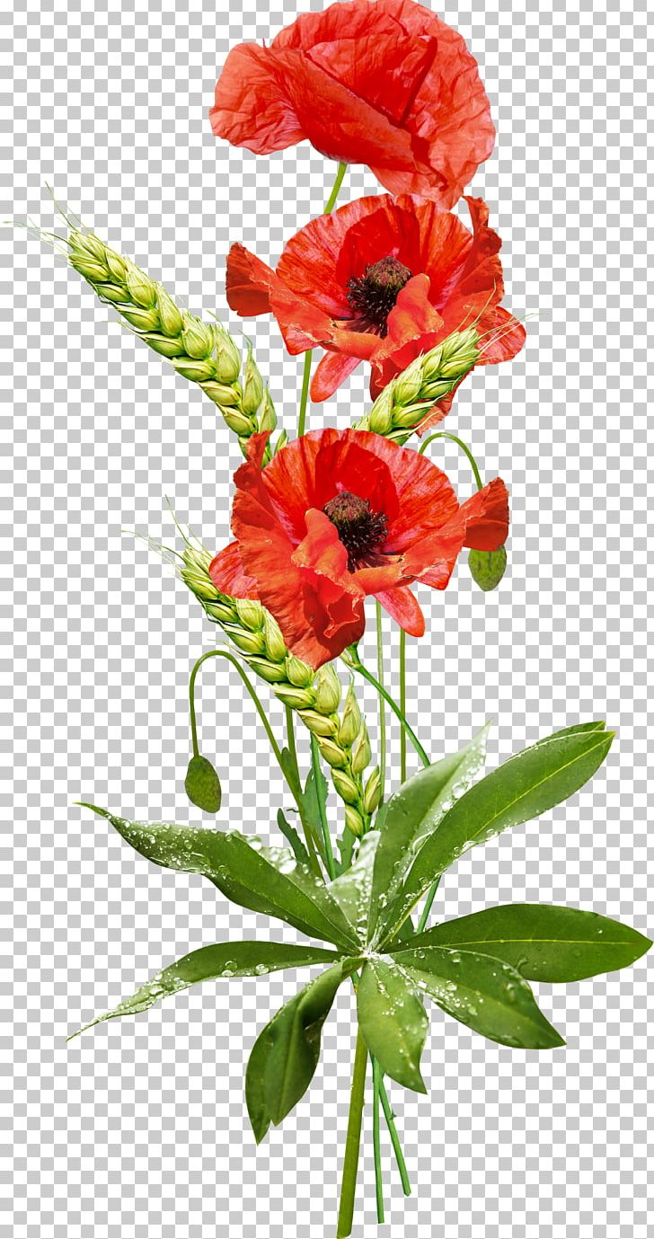 Portable Network Graphics Poppy Desktop PNG, Clipart, Annual Plant, Carnation, Cut Flowers, Depositfiles, Desktop Wallpaper Free PNG Download