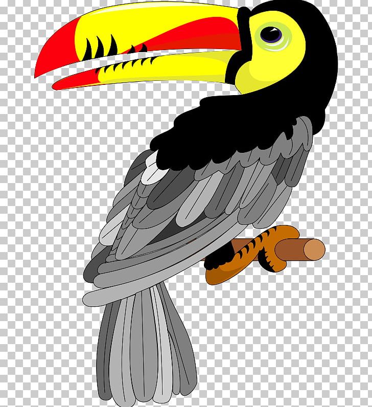 Toco Toucan Bird PNG, Clipart, Animals, Beak, Bird, Bird Of Prey, Eagle Free PNG Download