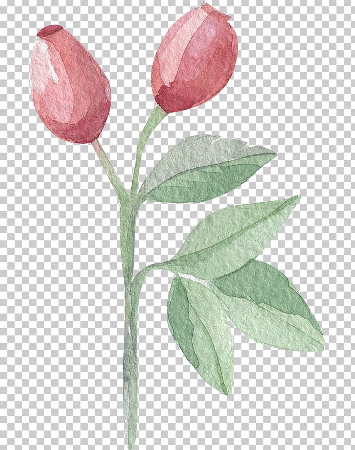 Tulip Watercolor Painting Leaf Follaje PNG, Clipart, Branch, Drawing, Flower, Flowering Plant, Flowers Free PNG Download