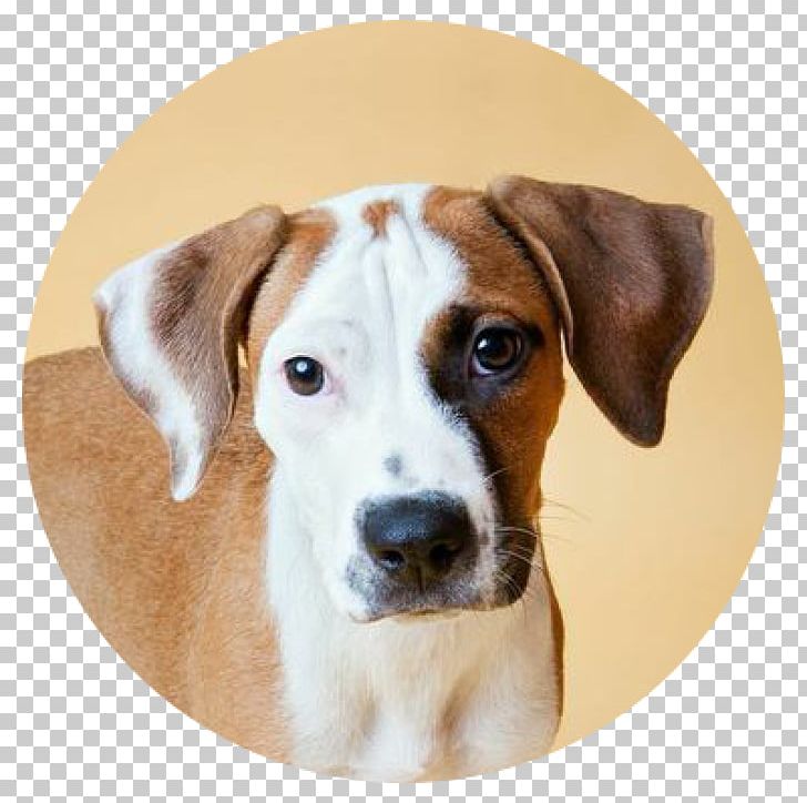 English Foxhound Harrier Dog Breed Treeing Walker Coonhound American Foxhound PNG, Clipart, Adoption, American Foxhound, Animal Shelter, Carnivoran, Cat Free PNG Download