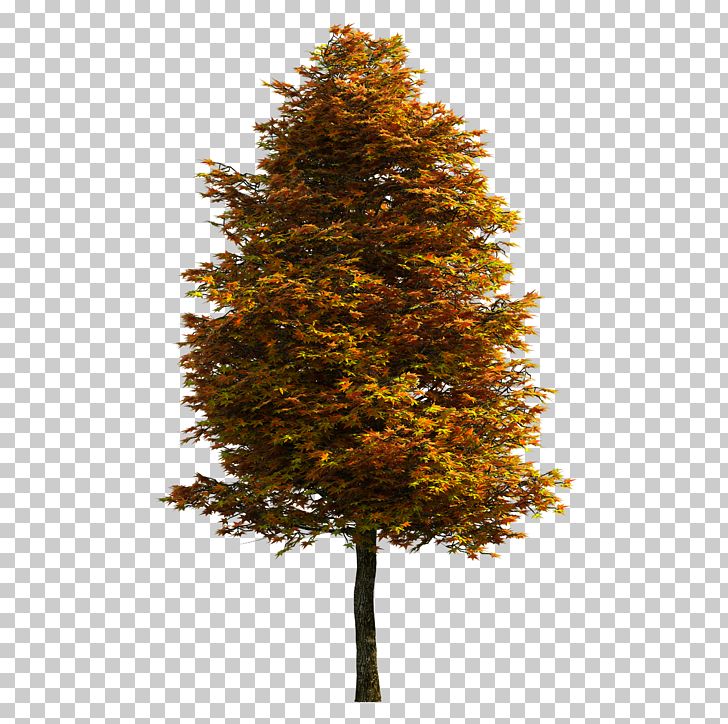 Tree PNG, Clipart, Autumn, Autumn Tree, Christmas Tree, Conifer, Deciduous Free PNG Download