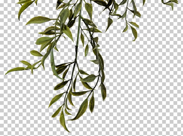 Twig Plant Stem Leaf Flower White PNG, Clipart, Black And White, Branch, Flora, Flower, Flowering Plant Free PNG Download