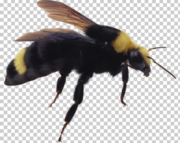 Bumblebee Hornet Insect PNG, Clipart, Arthropod, Bumblebee, Desktop Wallpaper, Download, Honey Bee Free PNG Download
