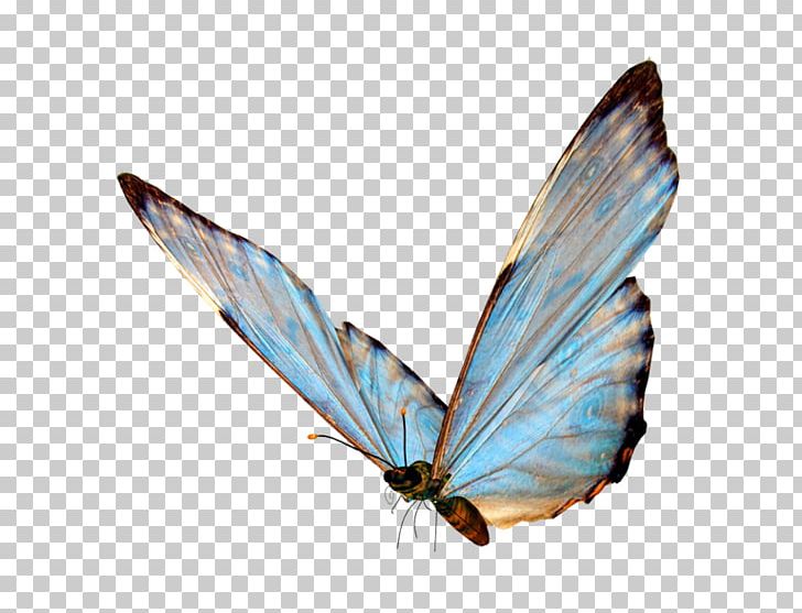 Butterfly Portable Network Graphics Transparency PNG, Clipart, Art, Arthropod, Brush Footed Butterfly, Butterflies And Moths, Butterfly Free PNG Download