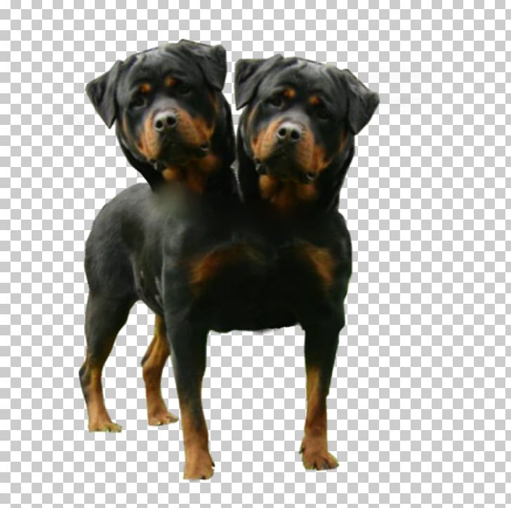 American English Coonhound Two Headed Dogs Polycephaly PNG, Clipart, American English Coonhound, Carnivoran, Cerberus, Deviantart, Dog Free PNG Download