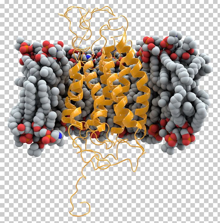 CCR5 Cell Membrane Mutation Receptor HIV PNG, Clipart, Aids, Bead, Ccr, Ccr5, Ccr5 Receptor Antagonist Free PNG Download