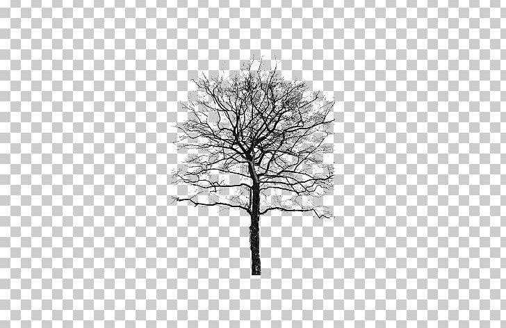 Tree Twig Information Birch PNG, Clipart, 3d Computer Graphics, 3d Modeling, Autodesk 3ds Max, Birch, Bird Free PNG Download