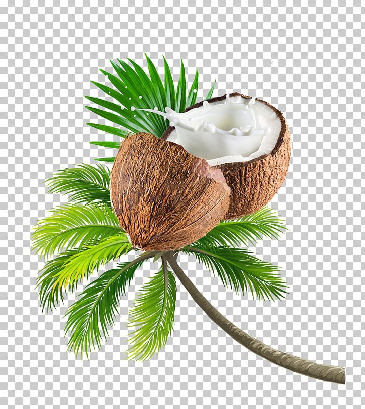 Coconut Tree Fruit PNG, Clipart, Coconut, Coconut Cream, Coconut Milk, Coconut Milk Powder, Coconut Oil Free PNG Download