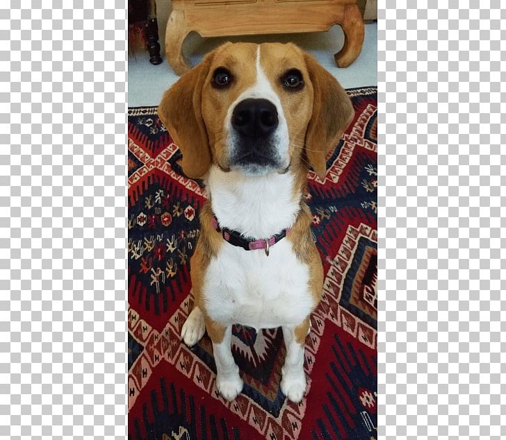 Beagle-Harrier Beagle-Harrier English Foxhound Treeing Walker Coonhound PNG, Clipart, Beagle, Beagle Dog, Beagle Harrier, Beagleharrier, Black And Tan Coonhound Free PNG Download
