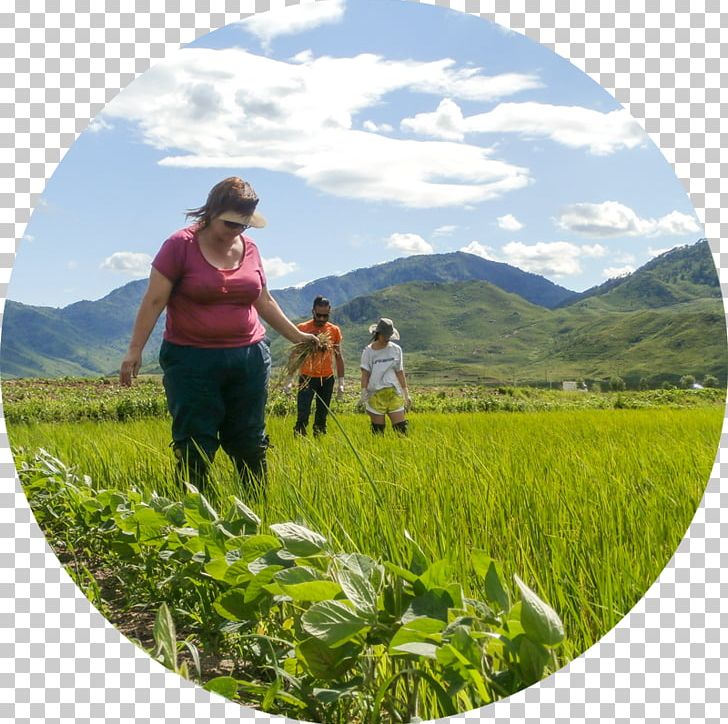 Leisure Tourism Grassland Hill Station Farm PNG, Clipart, Agriculture, Crop, Farm, Field, Grass Free PNG Download
