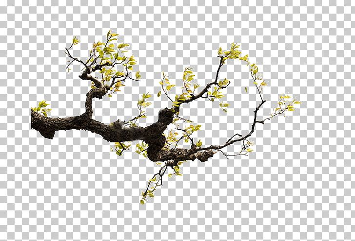 Pear Leaf Branch PNG, Clipart, Apple , Auglis, Blossom, Branch, Cherry Blossom Free PNG Download
