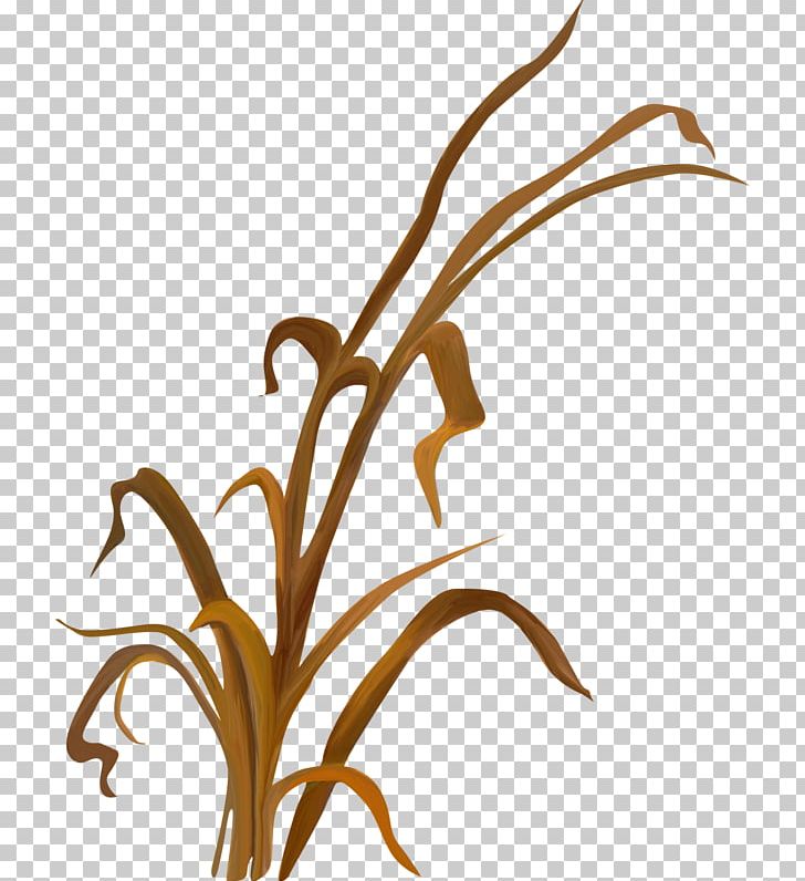 Twig Grasses Plant Stem Leaf PNG, Clipart, Artwork, Branch, Cicekler Resimleri, Commodity, Family Free PNG Download