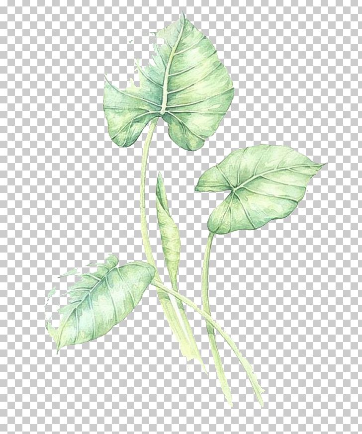 Watercolor Green Leaves PNG, Clipart, Autumn, Beginning Of Autumn, Branch, Cartoon, Decorate Free PNG Download