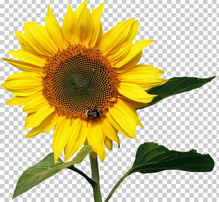 File Formats Photography PNG, Clipart, Annual Plant, Common Sunflower, Daisy Family, Download, Flower Free PNG Download