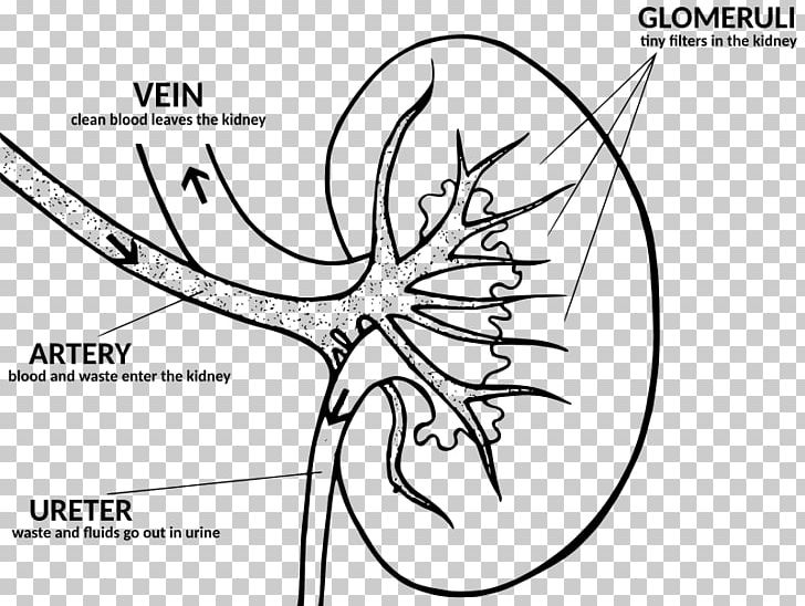 Kidney Disease Anatomy Function Human Body PNG, Clipart, Anatomy, Angle, Cartoon, Fictional Character, Flower Free PNG Download