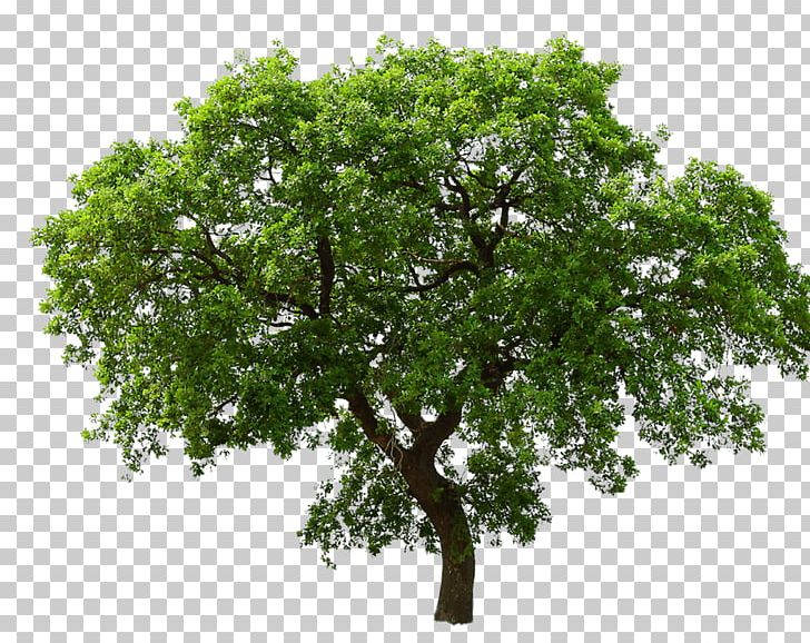 Portable Network Graphics Tree Branch PNG, Clipart, Branch, Bridge Clipart, Coloring Page, Computer Icon, Computer Icons Free PNG Download