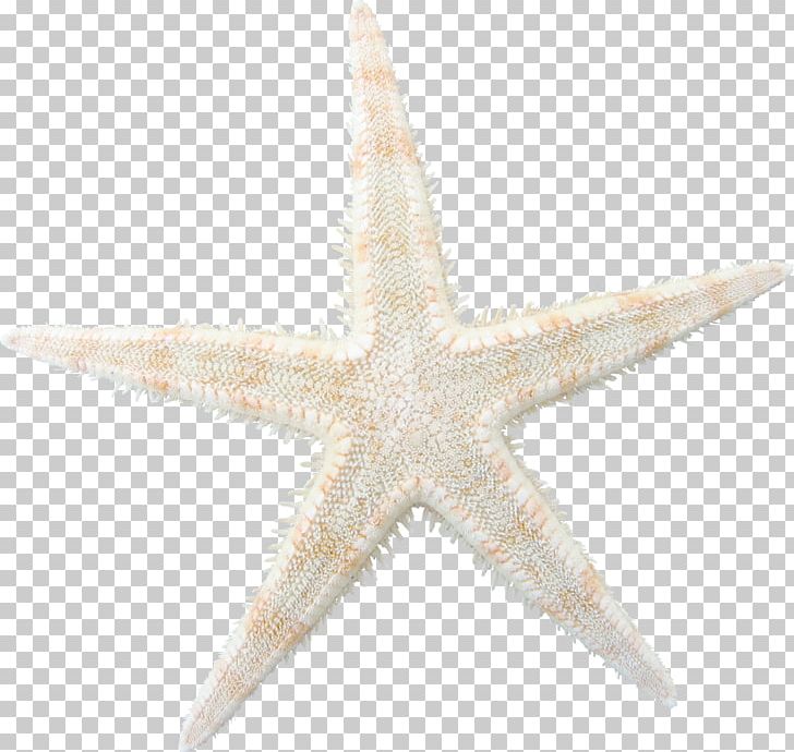 Starfish PNG, Clipart, Abstract Pattern, Animals, Brown, Brown Starfish, Echinoderm Free PNG Download