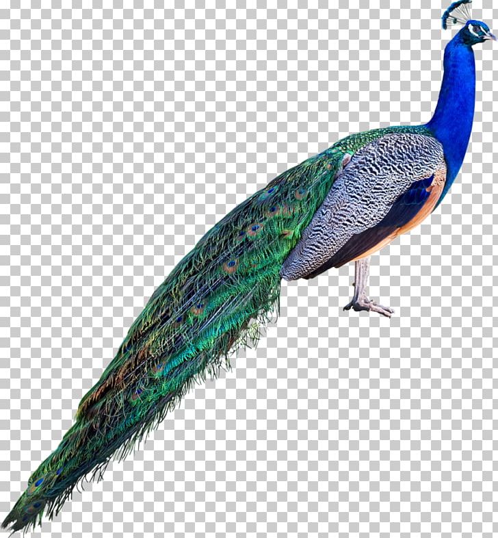 Asiatic Peafowl Stock Photography PNG, Clipart, Animal, Animals ...