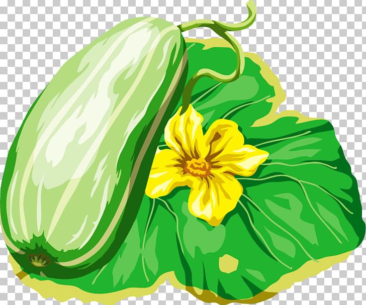 Gourd Melon Cucumis Cucurbita PNG, Clipart, Calabaza, Cartoon, Cucumber Gourd And Melon Family, Cucumis, Cucurbita Free PNG Download