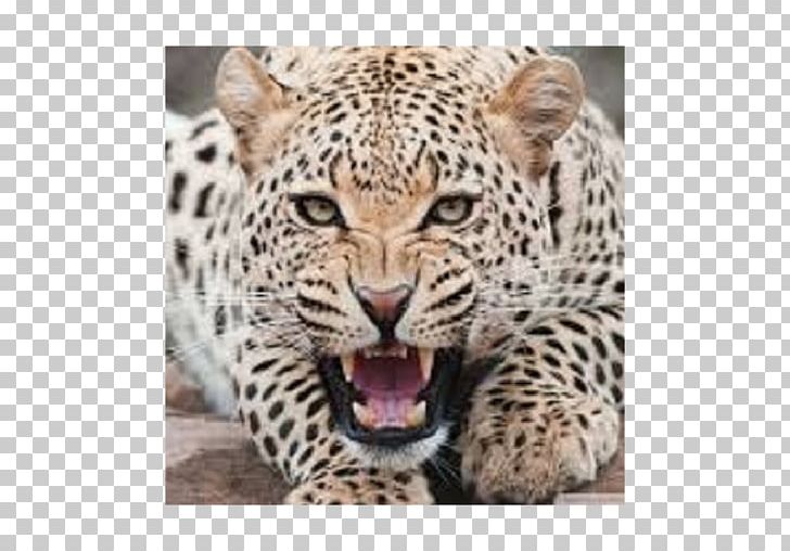 Leopard Cat Cheetah Felidae Jaguar PNG, Clipart, Amazon Animals, Animal, Animals, Big Cat, Big Cats Free PNG Download