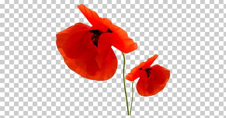 Poppy PNG, Clipart, Blog, Coquelicot, Digital Image, Flower, Inf Free PNG Download