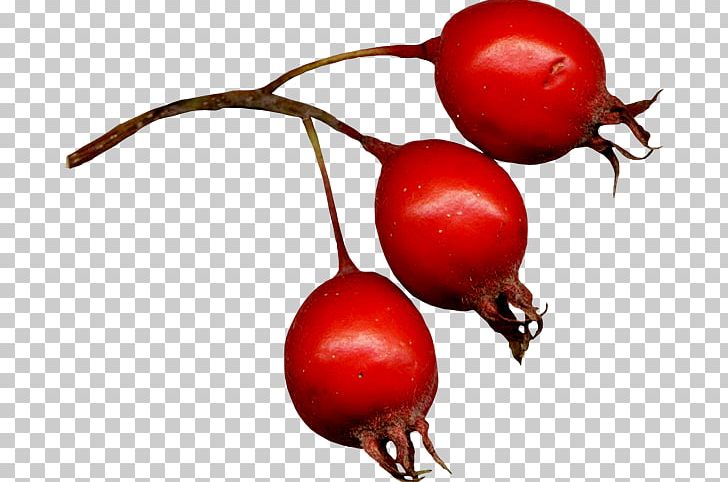 Rose Hip Zagavory Magic Plum Tomato PNG, Clipart, Auglis, Beet, Beetroot, Berry, Blog Free PNG Download