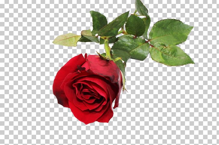 Garden Roses Centifolia Roses Floribunda Flower Red PNG, Clipart, Centifolia Roses, Chrysanthemum, Cut Flowers, Floribunda, Flower Free PNG Download