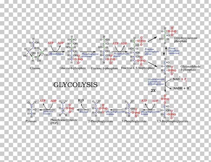 Glycolysis Metabolic Pathway Citric Acid Cycle Adenosine Triphosphate Cellular Respiration PNG, Clipart, Angle, Area, Biology, Chemical Reaction, Diagram Free PNG Download