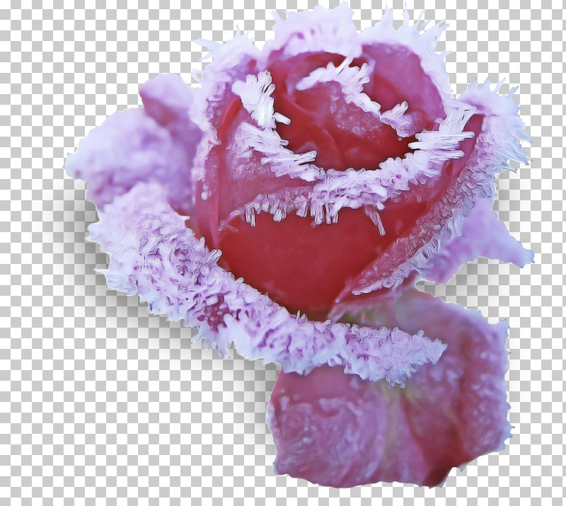 Rose PNG, Clipart, Cut Flowers, Flower, Petal, Pink, Plant Free PNG Download