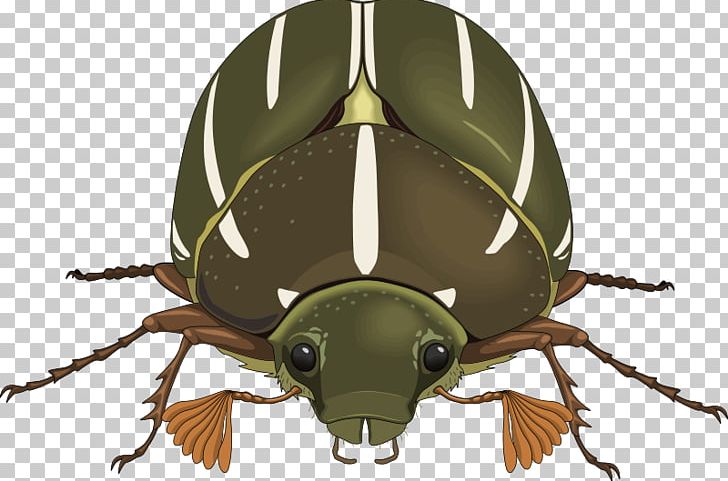 Dung Beetle Phasmids Drawing PNG, Clipart, Animals, Arthropod, Beetle, Bug, Cdr Free PNG Download