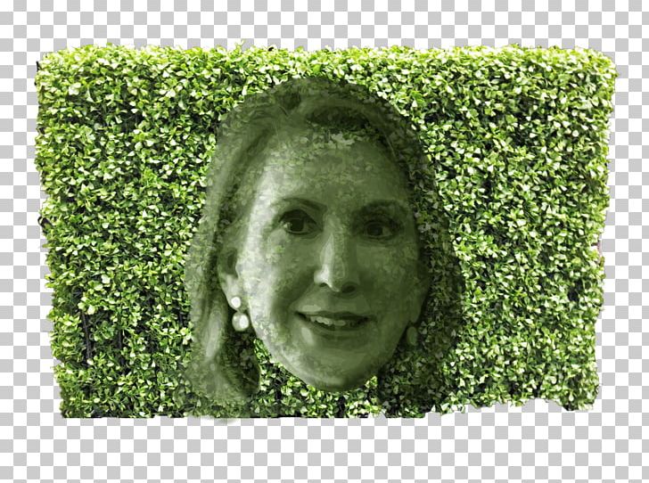 Hedge Pruning Shrub Evergreen Fence PNG, Clipart, Artificial Turf, Candidate, Carly, Evergreen, Fence Free PNG Download