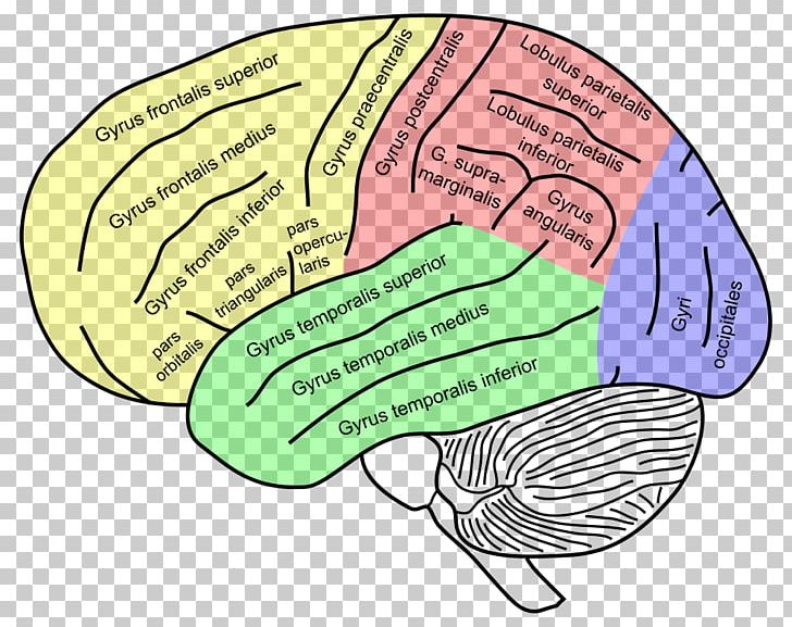 Inferior Frontal Gyrus Superior Frontal Gyrus Middle Frontal Gyrus Frontal Lobe PNG, Clipart, Area, Brain, Cerebral Cortex, Communication, Diagram Free PNG Download