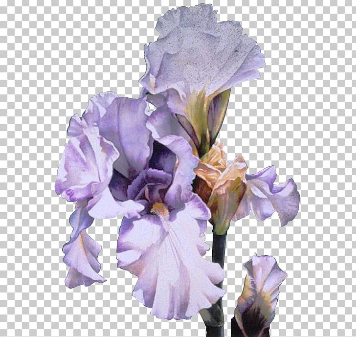 Orris Root Irises Flower GIF PNG, Clipart, Blog, Centerblog, Cut Flowers, En Passant, Flower Free PNG Download